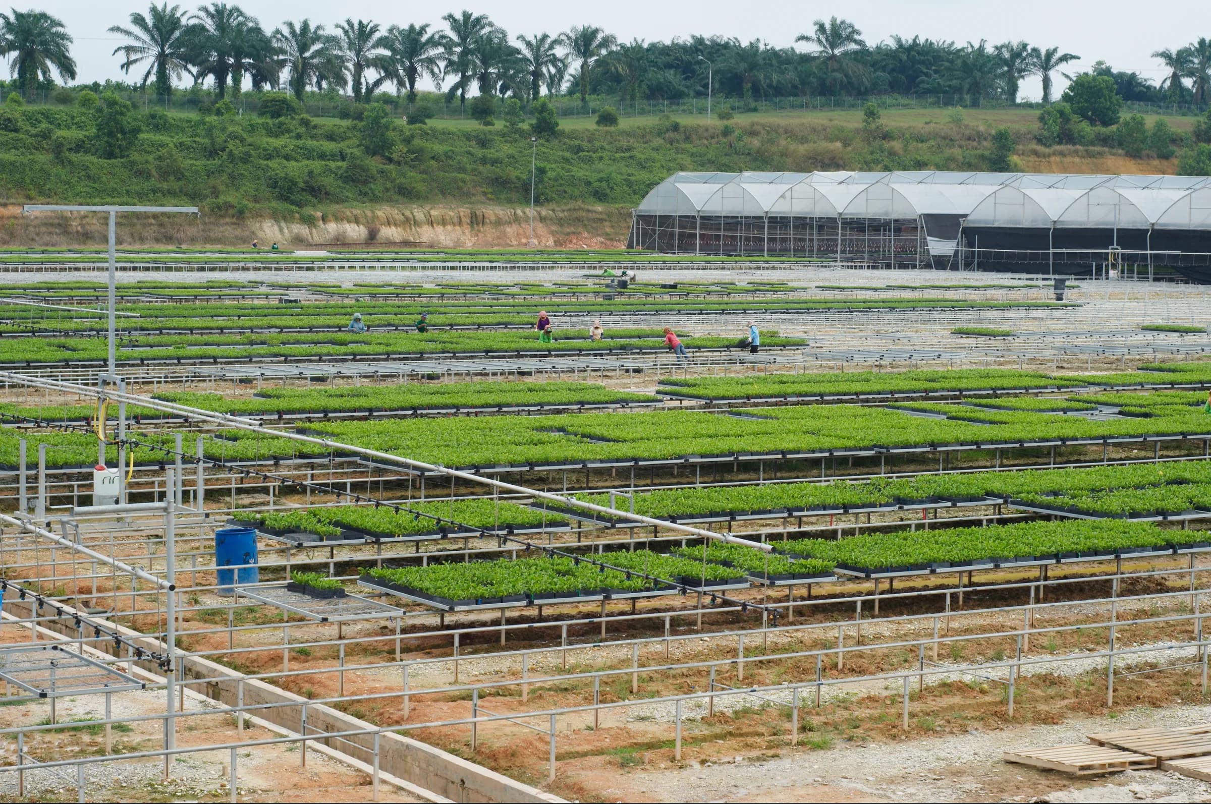 Wide panorama of a large-scale Hytasu nursery tray field and tunnel greenhouse project, workers tending trays.