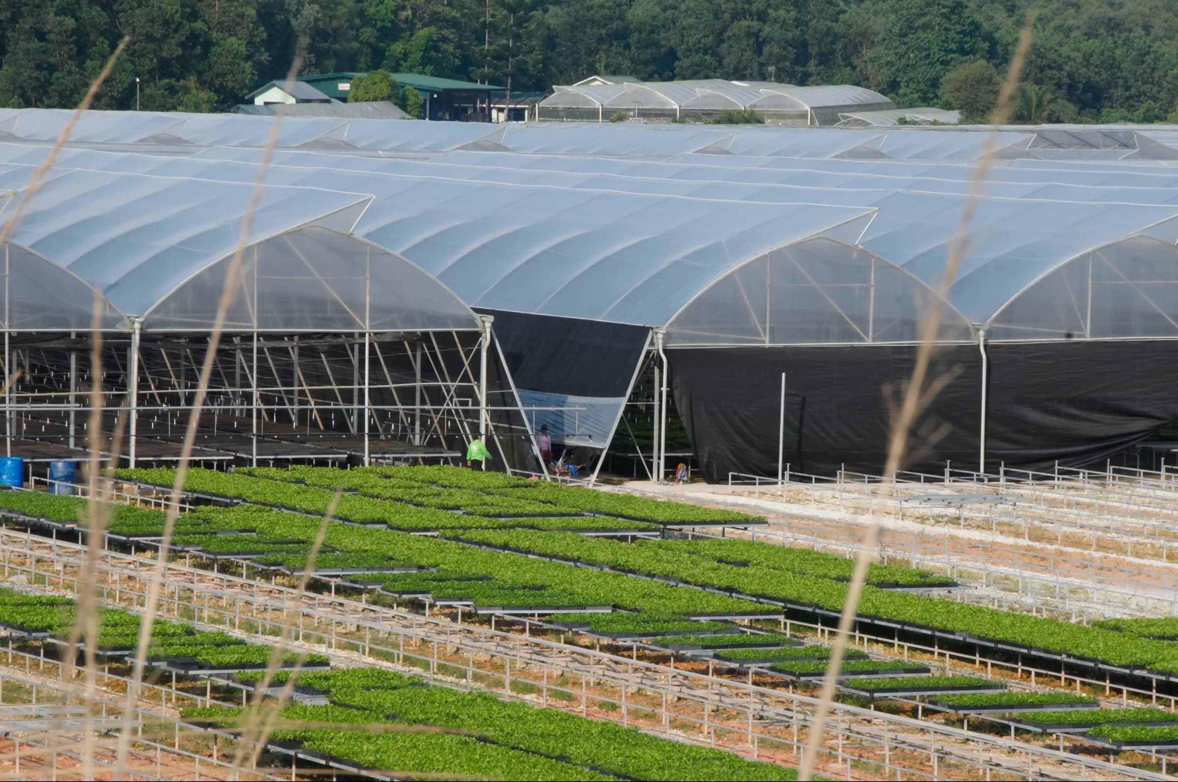 Telephoto view of tunnel greenhouse shade-cloth structure and crop rows, admin building visible behind.