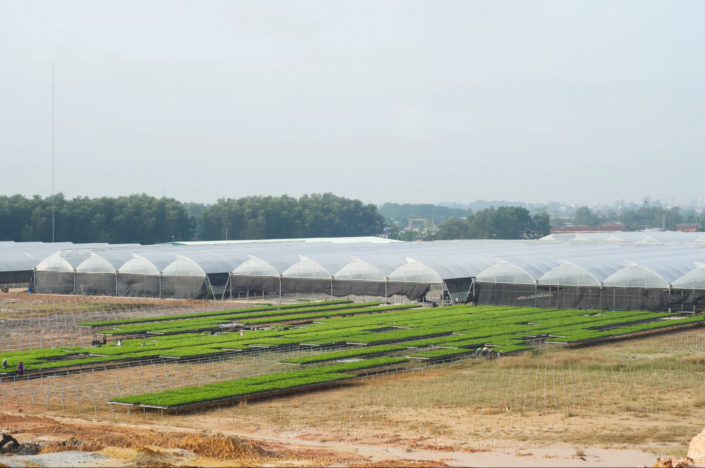 Wide view of nursery workers tending tray rows in front of tunnel greenhouses, hazy morning light.