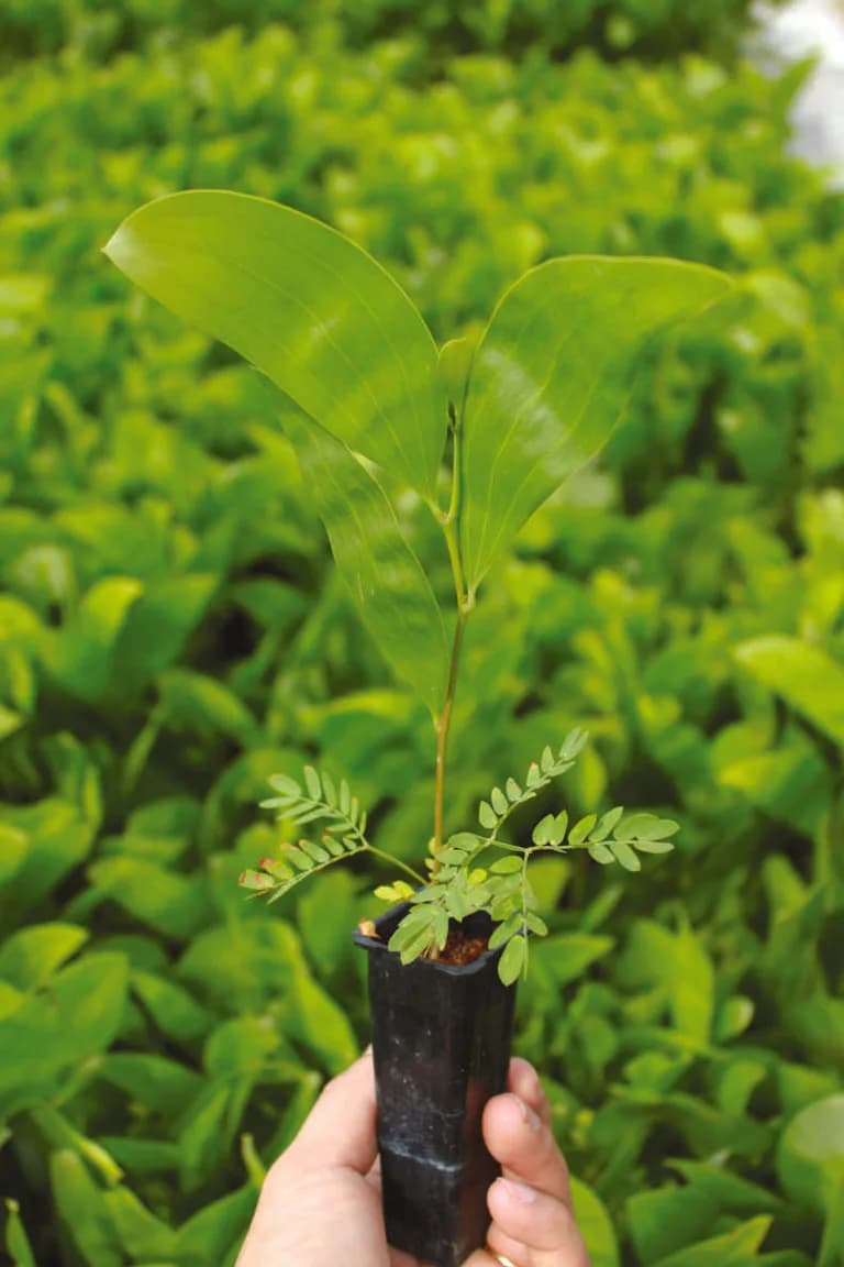 A forestry nursery seedling held in hand, from Hytasu's project documentation.